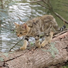 Felis catus (Feral Cat) at Cotter Reserve - 17 Feb 2020 by Christine