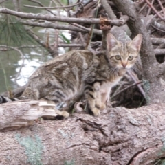 Felis catus at Paddys River, ACT - 17 Feb 2020