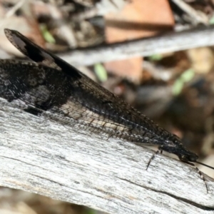 Glenoleon pulchellus at Majura, ACT - 16 Feb 2020