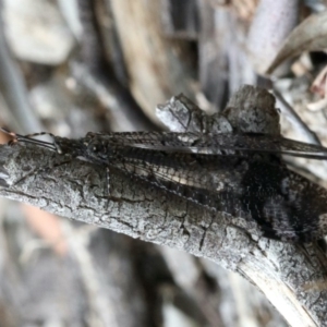 Glenoleon pulchellus at Majura, ACT - 16 Feb 2020