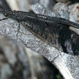 Glenoleon pulchellus at Majura, ACT - 16 Feb 2020