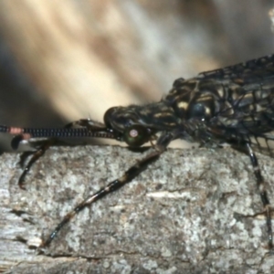 Glenoleon pulchellus at Majura, ACT - 16 Feb 2020