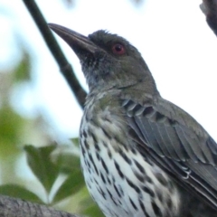 Oriolus sagittatus (Olive-backed Oriole) at Hughes, ACT - 17 Feb 2020 by Ct1000