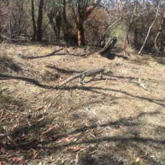 Varanus rosenbergi (Heath or Rosenberg's Monitor) at Rendezvous Creek, ACT - 14 Feb 2020 by MattBeitzel