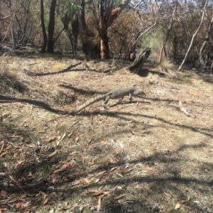 Varanus rosenbergi at Rendezvous Creek, ACT - 14 Feb 2020