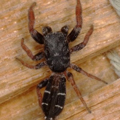 Holoplatys invenusta (Jumping spider) at Kambah, ACT - 17 Feb 2020 by Marthijn