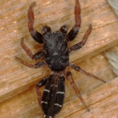 Holoplatys invenusta (Jumping spider) at Kambah, ACT - 17 Feb 2020 by Marthijn