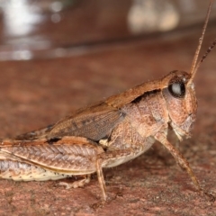 Phaulacridium vittatum (Wingless Grasshopper) at Kambah, ACT - 17 Feb 2020 by Marthijn