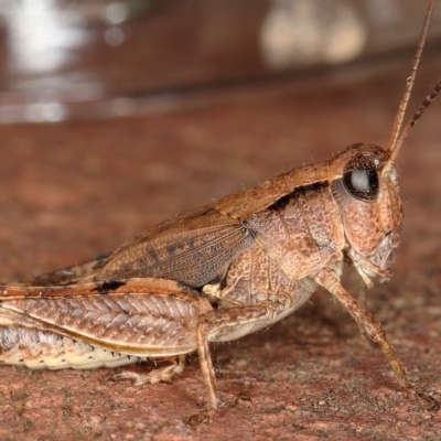 Phaulacridium vittatum (Wingless Grasshopper) at Kambah, ACT - 17 Feb 2020 by Marthijn