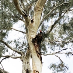 Callocephalon fimbriatum (Gang-gang Cockatoo) at Hughes Garran Woodland - 17 Feb 2020 by ruthkerruish