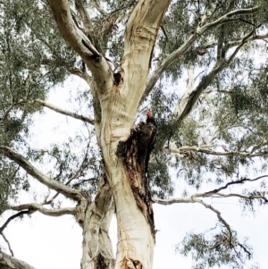 Callocephalon fimbriatum at Hughes, ACT - 17 Feb 2020