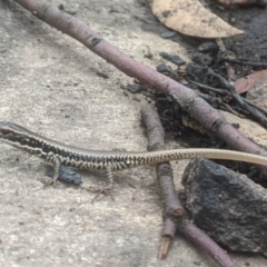 Eulamprus heatwolei (Yellow-bellied Water Skink) at Bungendore, NSW - 17 Feb 2020 by MPennay