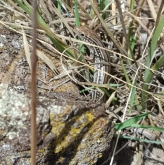 Ctenotus robustus (Robust Striped-skink) at Dunlop, ACT - 14 Feb 2020 by danswell