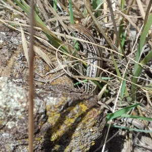 Ctenotus robustus at Dunlop, ACT - 14 Feb 2020