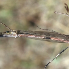 Dendroleon sp. (genus) at Majura, ACT - 15 Feb 2020 by jbromilow50