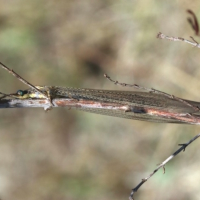 Unidentified Antlion (Myrmeleontidae) at Majura, ACT - 15 Feb 2020 by jbromilow50