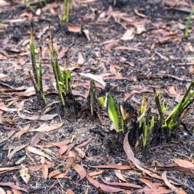 Lomandra sp. (A Matrush) at Wingecarribee Local Government Area - 14 Feb 2020 by Aussiegall