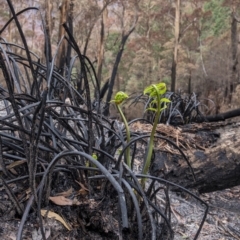 Todea barbara (King Fern) at Penrose, NSW - 14 Feb 2020 by Aussiegall