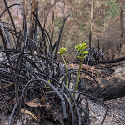 Todea barbara (King Fern) at Penrose - 15 Feb 2020 by Aussiegall