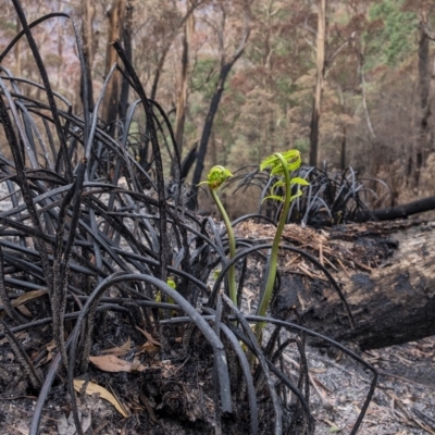 Todea barbara (King Fern) at Wingecarribee Local Government Area - 14 Feb 2020 by Aussiegall