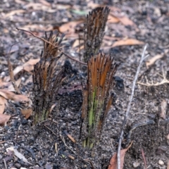 Xanthorrhoea sp. (Grass Tree) at Penrose, NSW - 14 Feb 2020 by Aussiegall