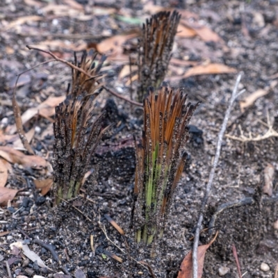 Xanthorrhoea sp. (Grass Tree) at Penrose - 14 Feb 2020 by Aussiegall