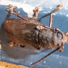 Eurynassa australis (Longhorn beetle) at Tidbinbilla Nature Reserve - 7 Jan 2020 by Thommo17