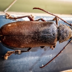 Eurynassa australis at Paddys River, ACT - 7 Jan 2020