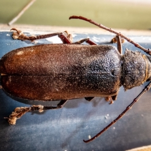 Eurynassa australis at Paddys River, ACT - 7 Jan 2020