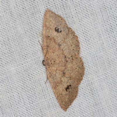 Casbia melanops (Pomaderris Moth) at Tidbinbilla Nature Reserve - 9 May 2018 by ibaird