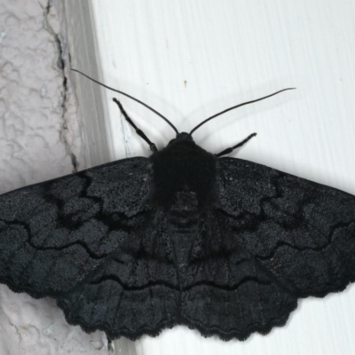 Melanodes anthracitaria (Black Geometrid) at Ainslie, ACT - 17 Feb 2020 by jb2602