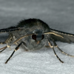 Melanodes anthracitaria at Ainslie, ACT - 17 Feb 2020