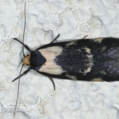 Palimmeces leucopelta (A concealer moth) at Ainslie, ACT - 17 Feb 2020 by jb2602