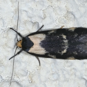 Palimmeces leucopelta at Ainslie, ACT - 17 Feb 2020