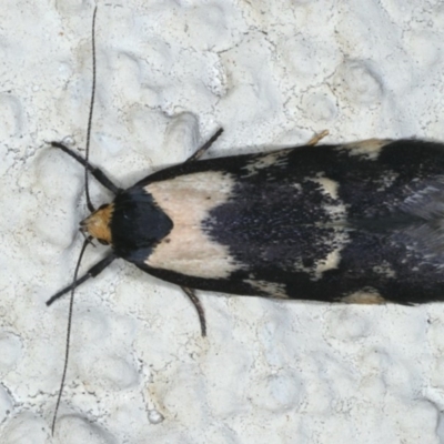 Palimmeces leucopelta (A concealer moth) at Ainslie, ACT - 17 Feb 2020 by jbromilow50