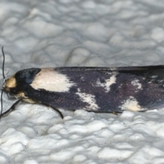 Palimmeces leucopelta at Ainslie, ACT - 17 Feb 2020