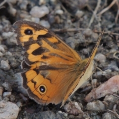 Heteronympha merope (Common Brown Butterfly) at Tharwa, ACT - 19 Dec 2019 by MichaelBedingfield