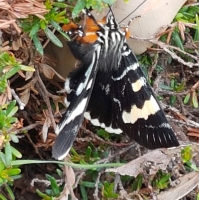 Phalaenoides glycinae (Grapevine Moth) at Acton, ACT - 8 Feb 2020 by trevorpreston