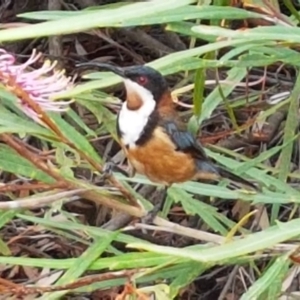 Acanthorhynchus tenuirostris at Acton, ACT - 8 Feb 2020