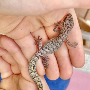 Christinus marmoratus at O'Connor, ACT - 16 Feb 2020 12:34 PM