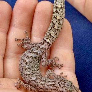 Christinus marmoratus at O'Connor, ACT - 16 Feb 2020 12:34 PM