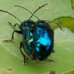 Altica corrusca (Corrusca flea beetle) at Acton, ACT - 8 Feb 2020 by tpreston