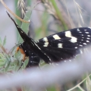 Phalaenoides tristifica at Tharwa, ACT - 19 Dec 2019