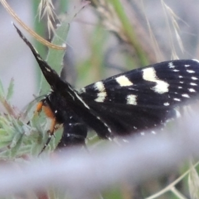 Phalaenoides tristifica (Willow-herb Day-moth) at Tharwa, ACT - 19 Dec 2019 by MichaelBedingfield