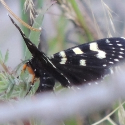 Phalaenoides tristifica (Willow-herb Day-moth) at Point Hut to Tharwa - 19 Dec 2019 by michaelb