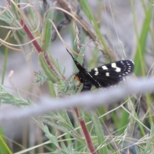 Phalaenoides tristifica at Tharwa, ACT - 19 Dec 2019