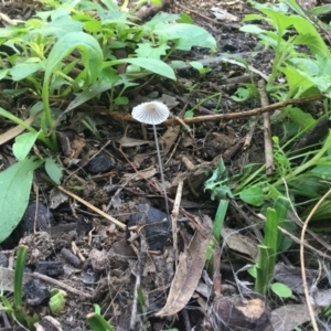 Coprinus sp. at Bald Hills, NSW - 18 Feb 2020