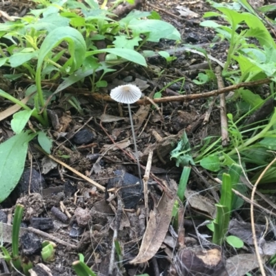 Coprinus sp. (Coprinus) at Bald Hills, NSW - 17 Feb 2020 by alexandraseddon