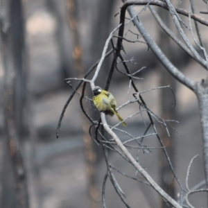 Nesoptilotis leucotis at Rendezvous Creek, ACT - 18 Feb 2020