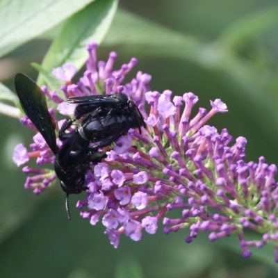 Austroscolia soror (Blue Flower Wasp) at Quaama, NSW - 18 Feb 2020 by FionaG